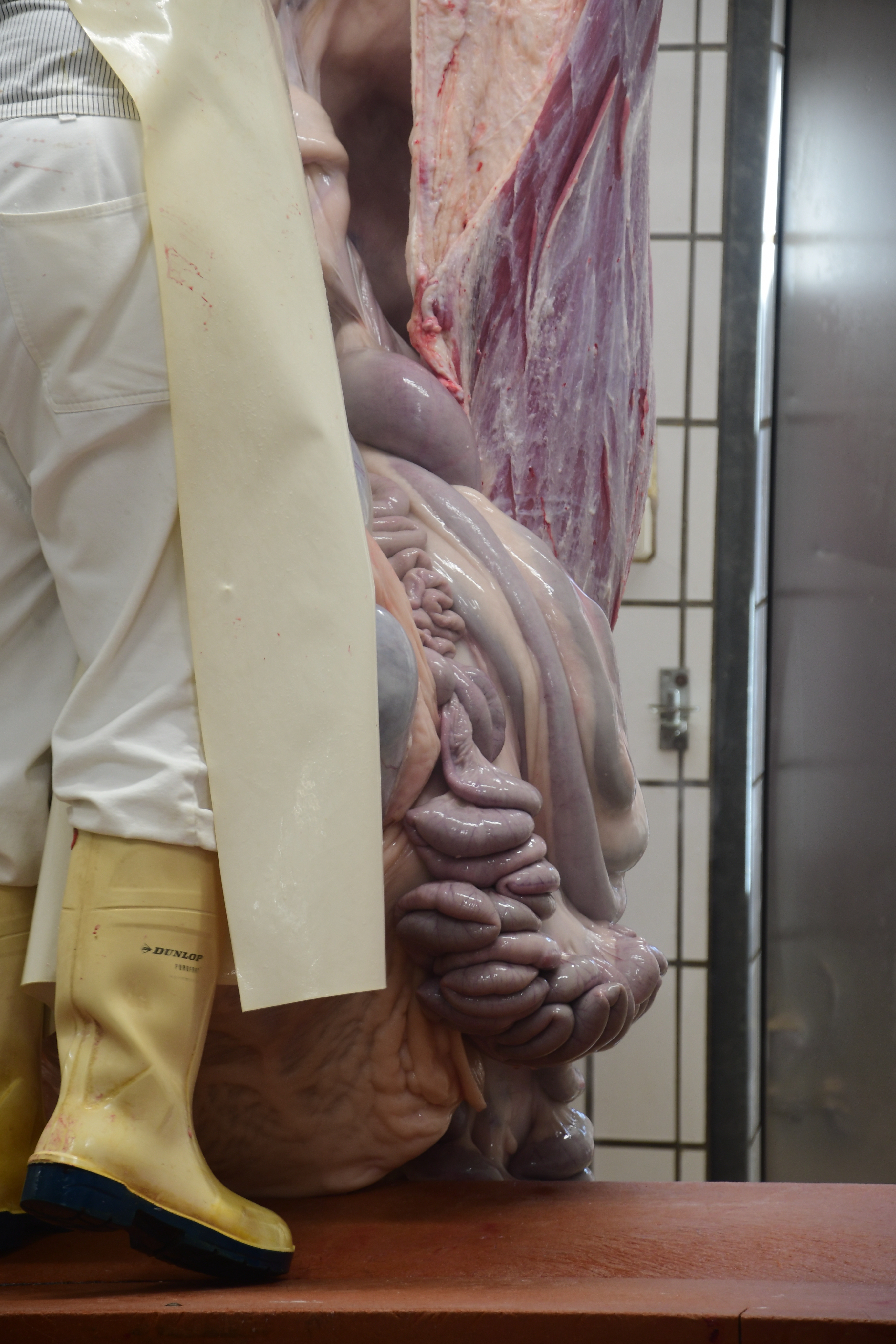 Entfernen der Gedärme