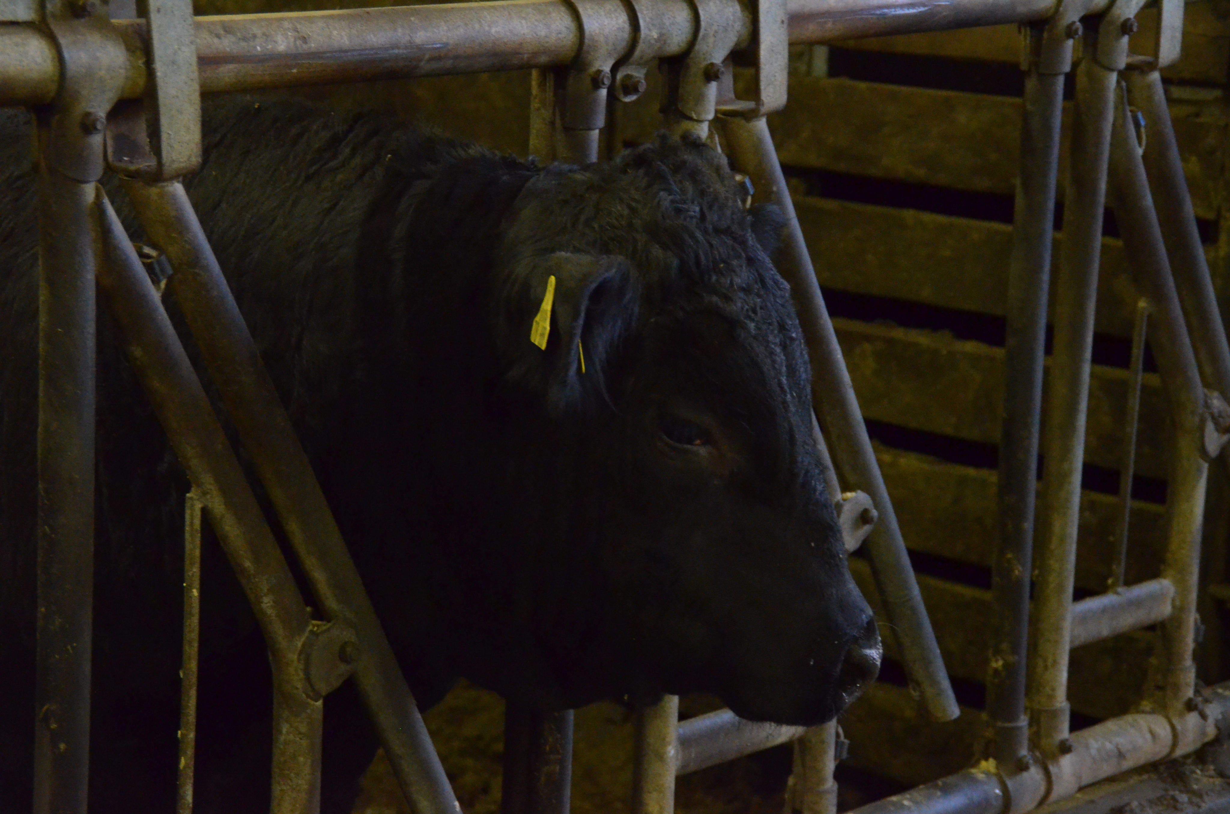 Rind in einem Stall. Es steckt seinen Kopf durch ein Gitter und schaut raus.